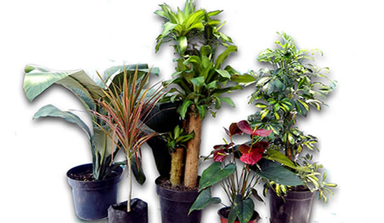 Plantas